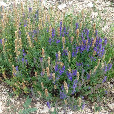 穗花薰衣草 Spike Lavender