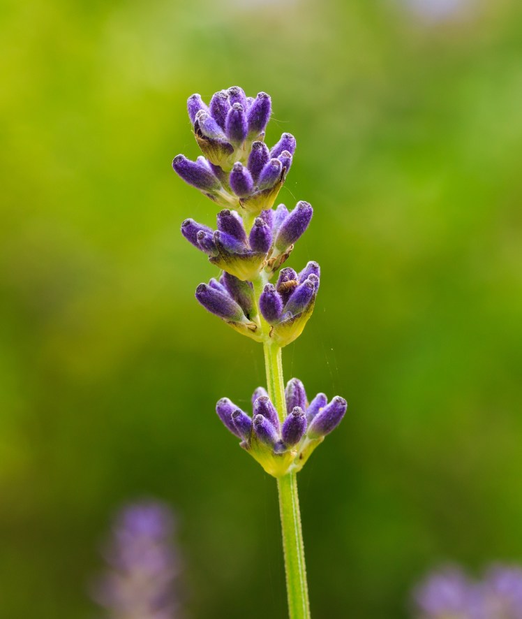 穗花薰衣草 Spike Lavender