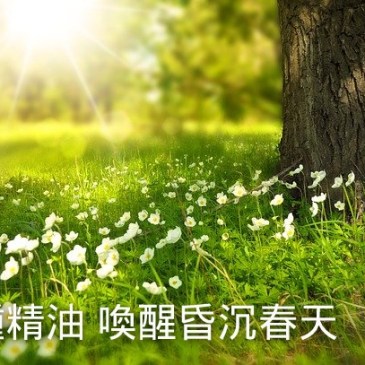 spring essential oil choice，春天精油選擇